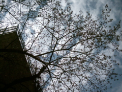 4 月 3 日の桜