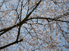 4 月 6 日の桜